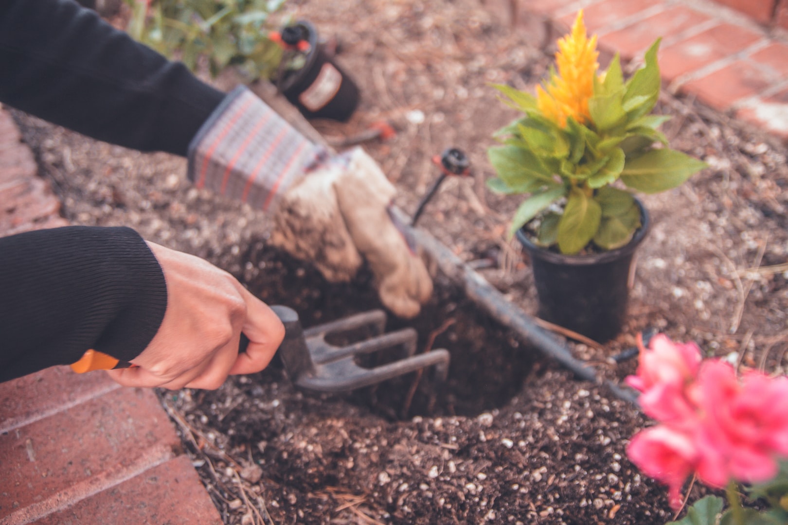 Nyplantering av växter
